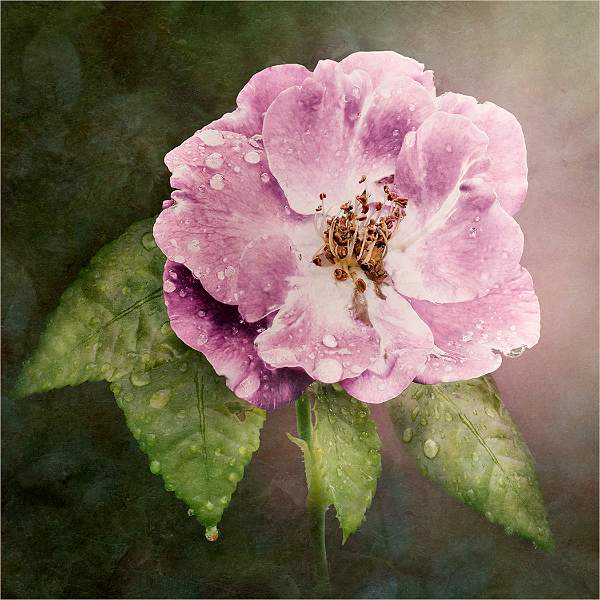 AFTER THE RAIN 1.jpg